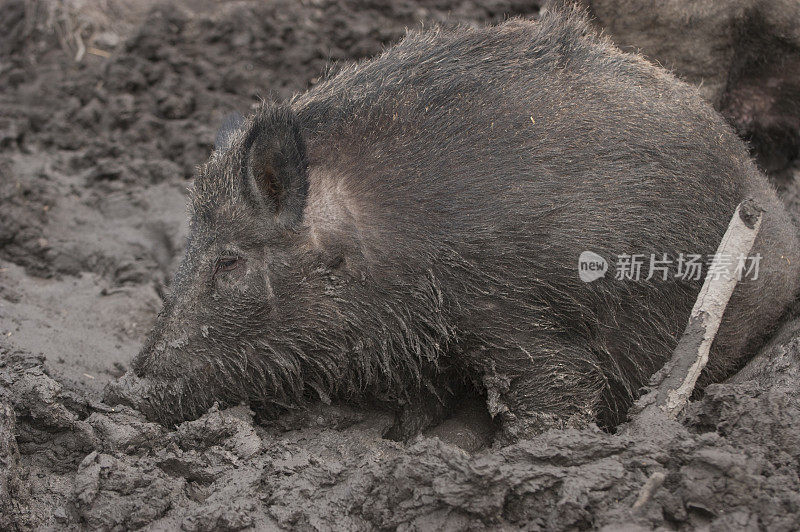 野猪(Sus scrofa)